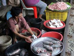 Poissons du marché